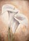 Calla Lilly II Poster Print by Lenna Lotus - Item # VARPDXMLV450